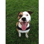 American Staffordshire Terrier Maschio per Monte - Foto n. 2