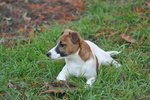 Jack Russell Splendidi Cuccioli - Foto n. 4