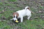 Jack Russell Splendidi Cuccioli - Foto n. 6