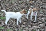 Jack Russell Splendidi Cuccioli - Foto n. 7