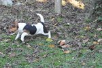 Jack Russell Splendidi Cuccioli - Foto n. 8