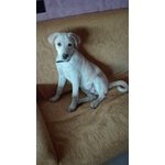 Adozione Simil Labrador Sbirulino