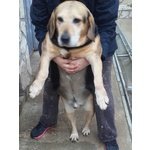 🐶 Beagle maschio di 11 anni e 3 mesi in adozione a Siena (SI) da privato