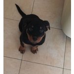 Cuccioli Rottweiler