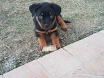 Cuccioli Rottweiler - Foto n. 2