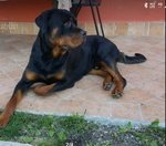 Cuccioli Rottweiler - Foto n. 5