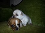 Cuccioli di Chihuahua Cercano Casa