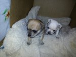 Cuccioli di Chihuahua Cercano Casa - Foto n. 2