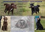 Cuccioli flat Coated Retriever Disponibili - Foto n. 2