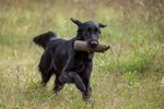 Cuccioli flat Coated Retriever Disponibili - Foto n. 4