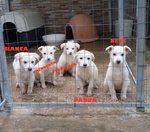 Cuccioli, 3 Mesi, Taglia Media dal sud un Appello e una foto per Regalare un Futuro a Tante Anime I