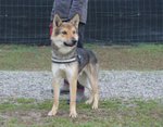 Balto, Incrocio lupo Cecoslovacco 18 Mesi, la Gabbia gli sta Stretta, Liberiamolo!! - Foto n. 2