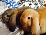 coppia di conigliette ariete cedo gratuitamente