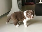 Pastore Australiano - Australian Shepherd - Foto n. 1