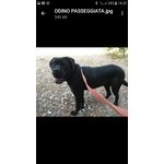 Adozione Odino cane Corso Splendido da Canile Lager - Foto n. 1