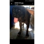 Adozione Odino cane Corso Splendido da Canile Lager - Foto n. 2