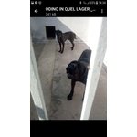 Adozione Odino cane Corso Splendido da Canile Lager - Foto n. 3