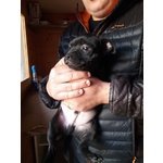 Cuccioli di Staffordhire bull Terrier - Foto n. 3