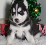 Siberian Husky nano Simil Topolino