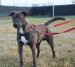 Tiger, Incrocio Amstaff 2 Anni, Desiderato e poi Rifiutato e Lasciato in una Gabbia del Canile… Cerc - Foto n. 2