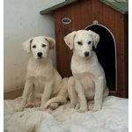 Boris e Devis, 4 Mesi, Incrocio Labrador Strappati Dalla Morte, un Lungo Viaggio Dalla Sicilia a Ber - Foto n. 2