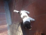 Cuccioli Springer Inglese Altissima Genealogia da Prestigioso Allevamento - Foto n. 2