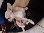 Chihuahua Maschio Stallone per Accoppiamento Monta - Foto n. 3
