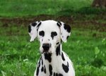 🐶 Dalmata femmina in adozione a Milano (MI) e in tutta Italia da privato