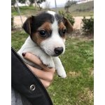 Cucciola di jack Russel