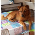 Mimmo, 2 anni di pura Dolcezza, Taglia Piccola, Presto Arriverà a Bergamo in Cerca Casa - Foto n. 3