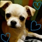 Cucciolo Chihuahua - Foto n. 2