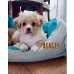 Biagio Cucciolino di 3 Mesi - Foto n. 2