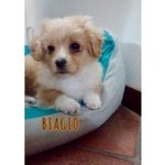 Biagio Cucciolino di 3 Mesi - Foto n. 3