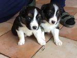 Splendidi Cuccioli di Border Collie - Foto n. 2