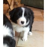 Splendidi Cuccioli di Border Collie - Foto n. 3