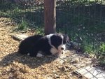 Splendidi Cuccioli di Border Collie - Foto n. 5