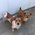 Punto e Virgola due Micro Cagnolini Simil jack Russel e Pinscher, 10 Mesi, Abbandonati, Cercano Casa