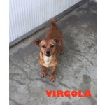 Punto e Virgola due Micro Cagnolini Simil jack Russel e Pinscher, 10 Mesi, Abbandonati, Cercano Casa - Foto n. 4