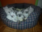 splendidi cuccioli di thai(siamese tradizionale)