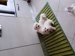 Cuccioli di Maltese Disponibili Subito