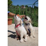 Splendidi Cuccioli di Pastore Maremmano - Foto n. 3