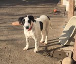 Max, Cucciolo di 4 Mesi, Arrivato dal Profondo del sud in Cerca di Casa - Foto n. 2