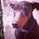 🐶 Dobermann femmina di 14 anni e 5 mesi in adozione a Bergamo (BG) e in tutta Italia da associazione animali