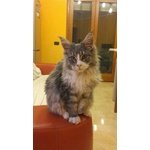 Maine coon con Pedigree - Foto n. 3