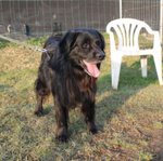 Black, Incrocio flat Coated Retriever, 5/6 Anni, Recluso in Gabbia Soffre e Piange, Cerca Casa