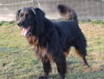 Black, Incrocio flat Coated Retriever, 5/6 Anni, Recluso in Gabbia Soffre e Piange, Cerca Casa - Foto n. 2