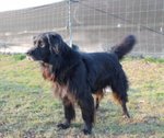 Black, Incrocio flat Coated Retriever, 5/6 Anni, Recluso in Gabbia Soffre e Piange, Cerca Casa - Foto n. 3