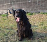 Black, Incrocio flat Coated Retriever, 5/6 Anni, Recluso in Gabbia Soffre e Piange, Cerca Casa - Foto n. 4