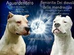 Cuccioli di dogo Argentino - Foto n. 2
