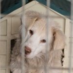 🐶 Golden Retriever femmina in adozione a Rieti (RI) e in tutta Italia da privato